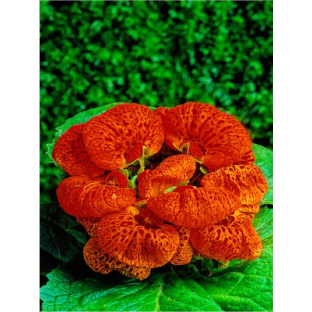 Garden Box 1 Adet Kırmızı Renkli Hanımçantası Çiçeği Saksılı (5 10 cm) Oto Boyaları Fiyatı