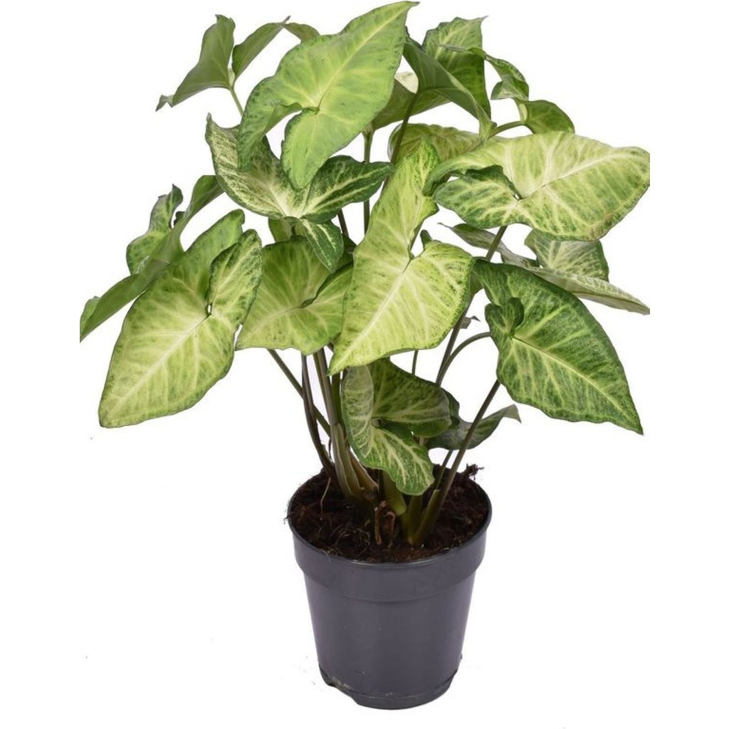 Garden Box Canlı Dolgun Fomlu Melek Kanadı Çiçeği 1 Adet Saksılı 20-40CM Salon Çiçeği Saksı ve Aksesuarları Fiyatı