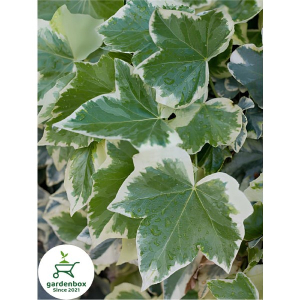 Garden Box Hedera Helix Duvar Ağaç Sarmaşığı 1 Adet Saksılı 30-40CM Oto Boyaları Fiyatı