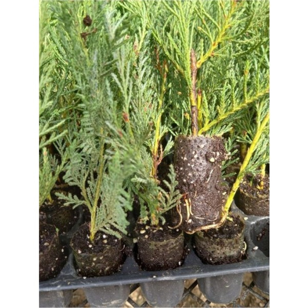 Garden Box Leylandi Fidanı (10 25 Cm)40 Adet Viyolde Min Boy Cupressus Leylandii Oto Boyaları Fiyatı