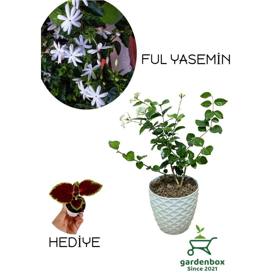 Garden Box Mis Kokulu Katmerli Ful Yasemin Çiçeği 1 Adet Saksılı 30-60 cm+Yaprak Güzeli Saksı ve Aksesuarları Fiyatı