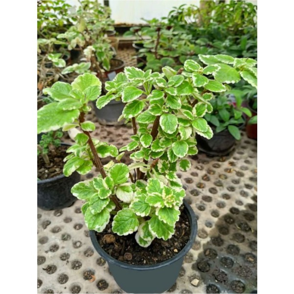 Garden Box Özel Tür Adaçayı Kokulu Sarkıcı Salon Çiçeği 10-20CM Oto Boyaları Fiyatı