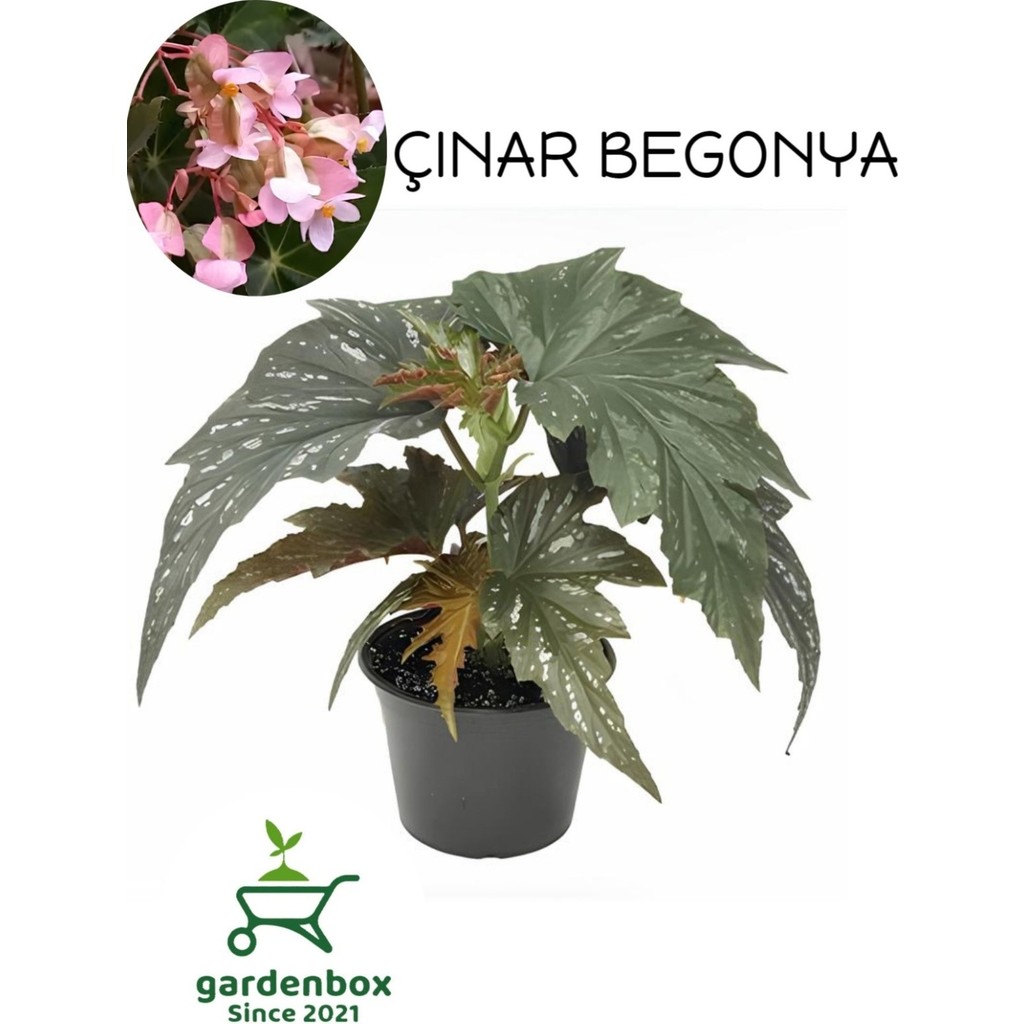 Garden Box Pembe Çiçekli Çilli Çınar Begonya Çiçeği 1 Adet Saksılı 30-40CM SSD / Solid State Drive Fiyatı
