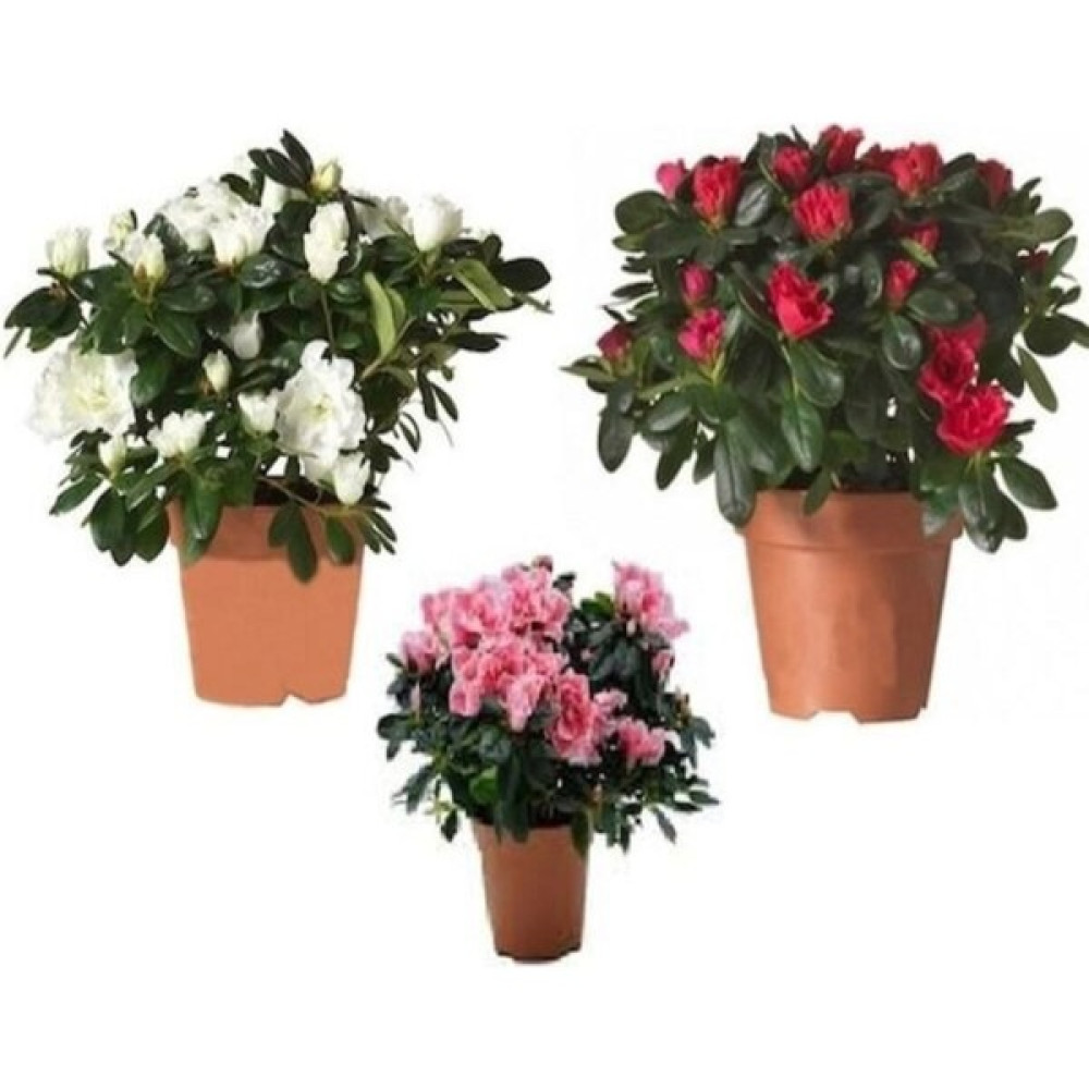 Garden Box Videolu 3lü Açelya Çiçeği Beyaz/kırmızı/pembe 20-40 cm Saksılı Çiçekli Bodur Bitkiler (Azalea) Oto Boyaları Fiyatı