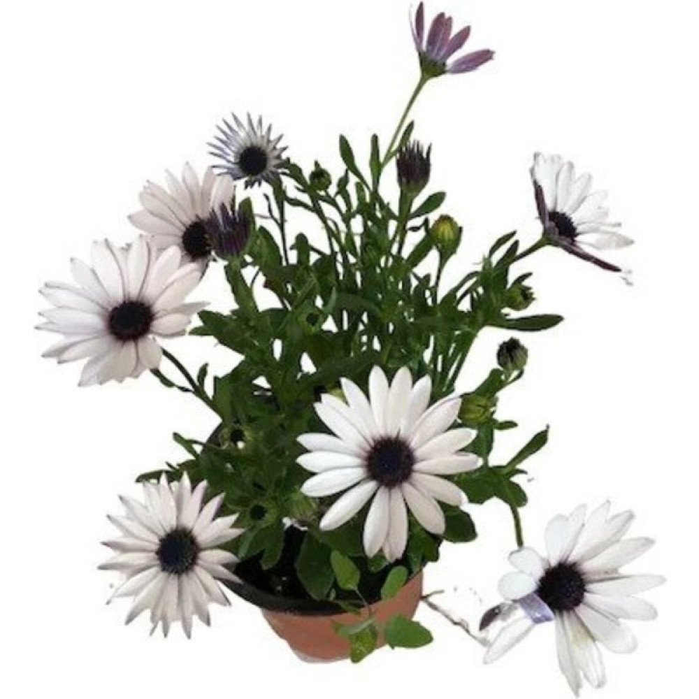 Garden Box Videolu Beyaz Bodrum Papatyası Çiçeği Fidanı 20-35 cm Saksılı Çiçekli Bodur Bitkiler Bodrum Daisy Oto Boyaları Fiyatı