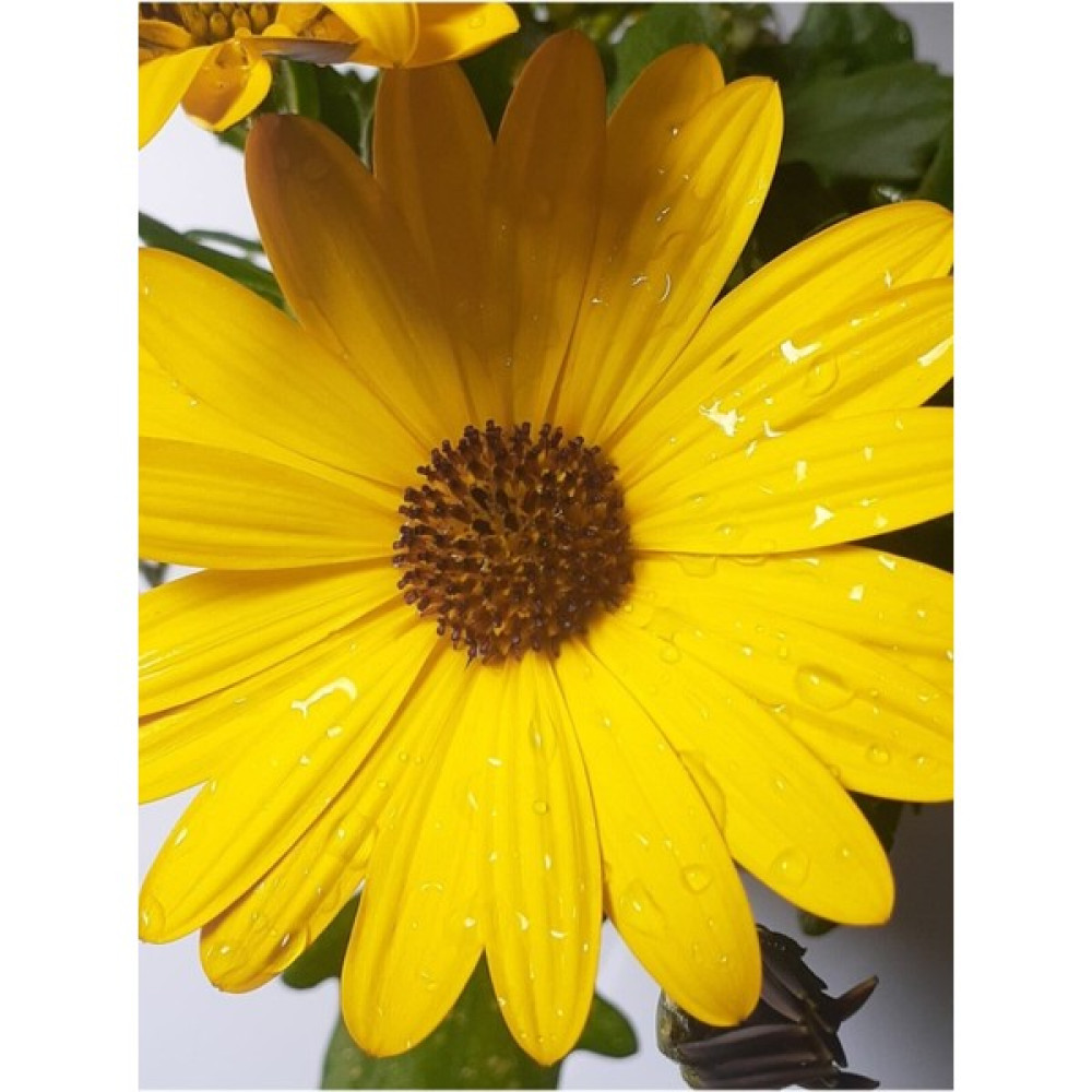 Garden Box Videolu Bodrum Papatyası 20-45 cm Saksılı/tüplü Dış Mekan Bitkileri Yellow Daisy Oto Boyaları Fiyatı