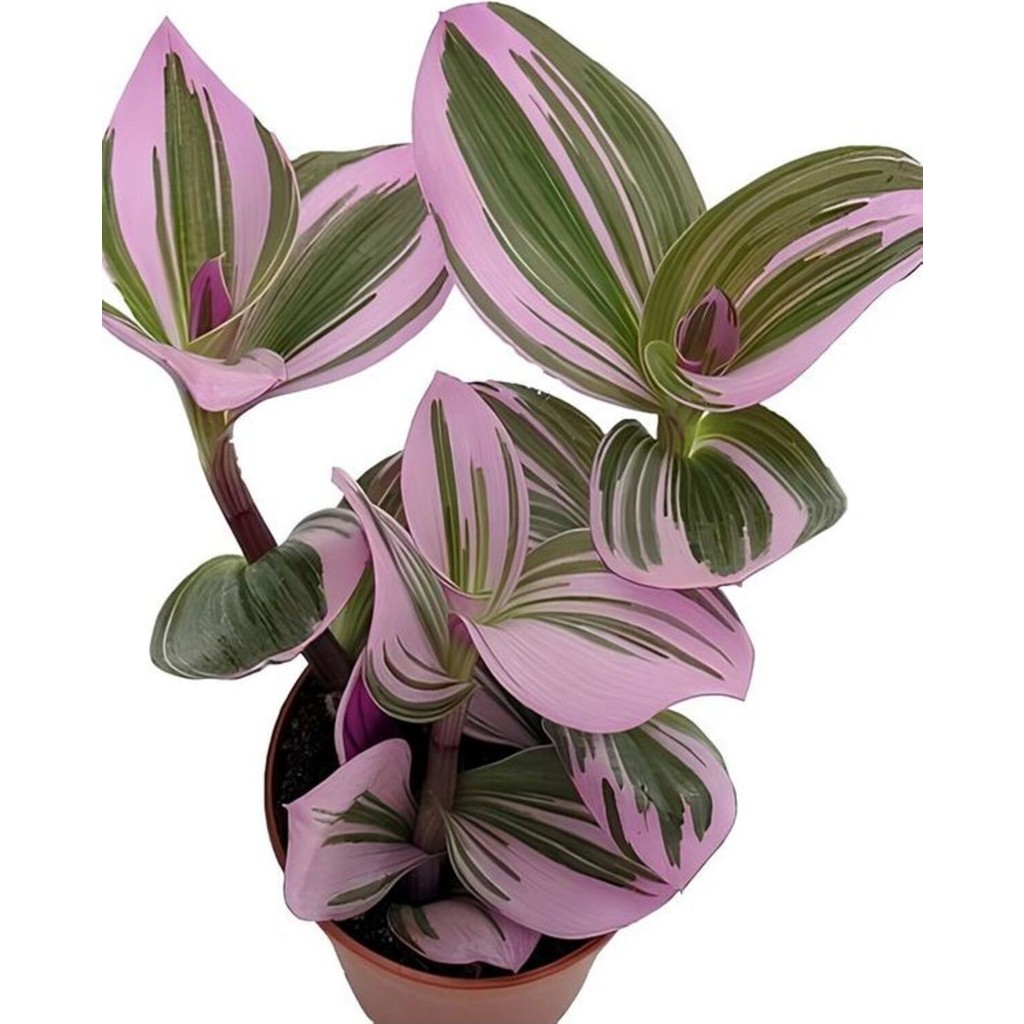Garden Box Videolu İthal Telgraf Çiçeği 1 Adet Mini Saksılı 10-15 cm Ev Ofis Salon Bitkisi (Nanouk Tradescantia) Saksı ve Aksesuarları Fiyatı