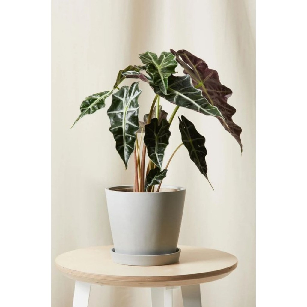 Garden Online Alocasia Polly - Fil Kulağı Canlı Salon Bitkisi 40 - 50 cm SSD / Solid State Drive Fiyatı