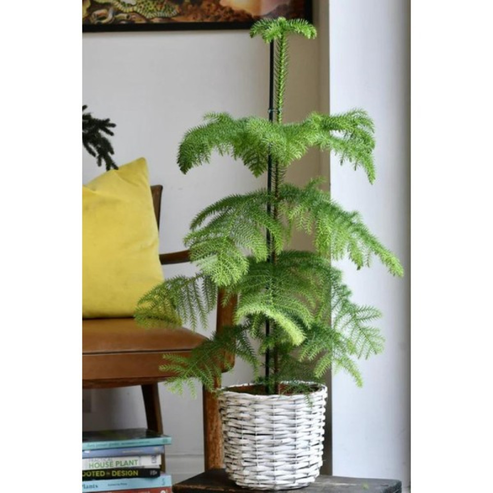 Garden Online Araucaria Heterophylla - Salon Çamı Canlı Salon Bitkisi 60 - 100 cm Bitki Fiyatı