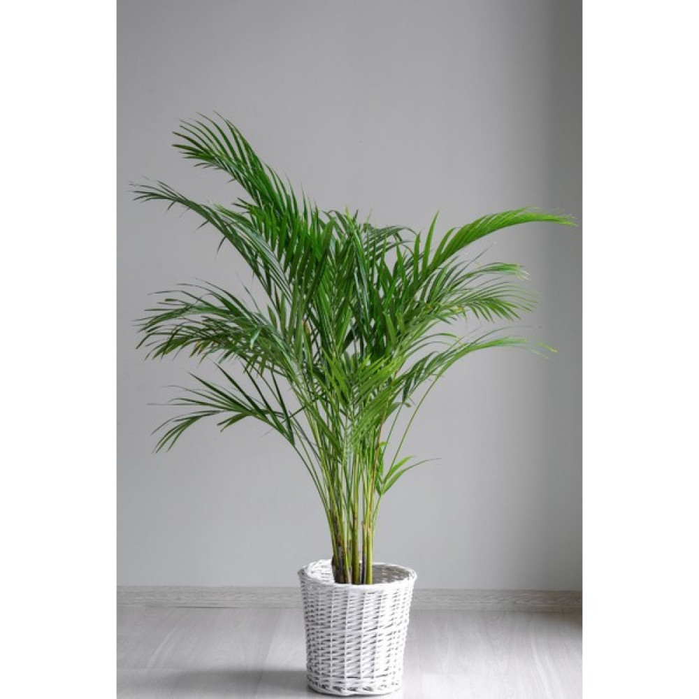 Garden Online Areka Palmiyesi - Dypsis Lutescens Canlı Salon Bitkisi 80 - 100 cm Bitki Fiyatı