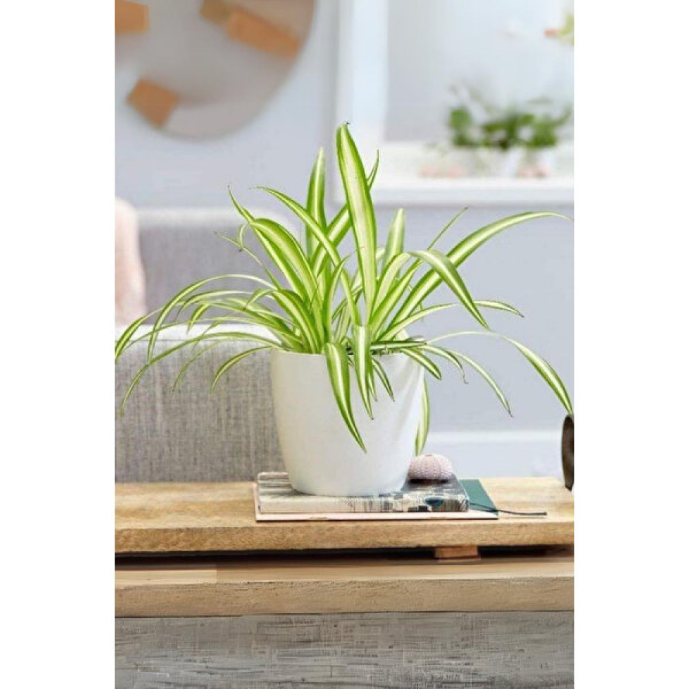 Garden Online Chlorophytum Comosum - Askılı Kurdele Çiçeği Canlı Salon Bitkisi 25 - 45 cm Bitki Fiyatı