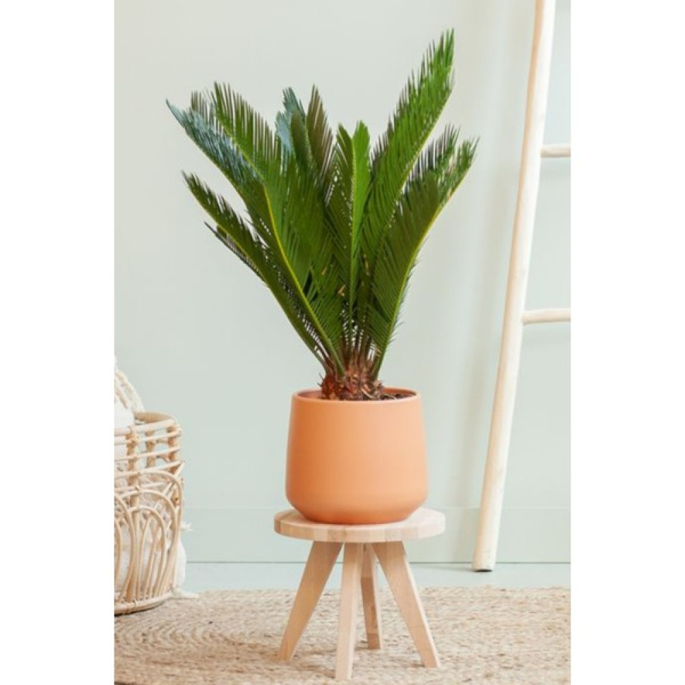 Garden Online Cycas Revoluta - Sikas Japon Sago Palmiyesi Canlı Salon Bitkisi 50 - 60 cm Bitki Fiyatı