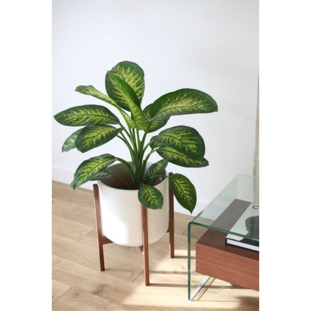 Garden Online Dieffenbachia Tropik Snow - Difenbahya Canlı Salon Bitkisi 40 - 60 cm Bitki Fiyatı