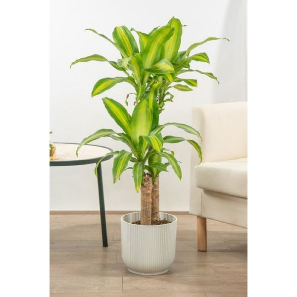 Garden Online Dracaena Fragrans Massengena - Massengena Iki Gövdeli Canlı Salon Bitkisi 120 - 130 cm Bitki Fiyatı