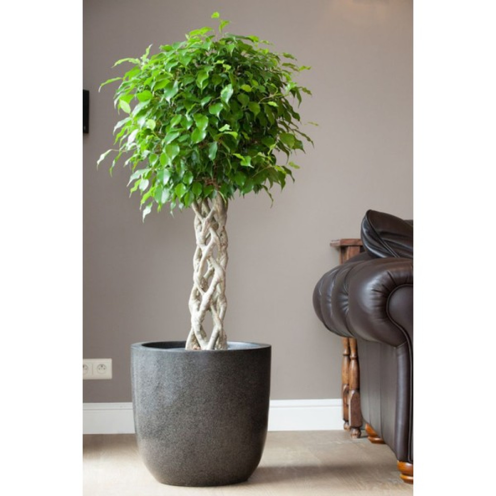 Garden Online Ficus Benjamin Exotica - Kafes Örgülü Ficus Canlı Salon Bitkisi 120 - 140 cm Bitki Fiyatı