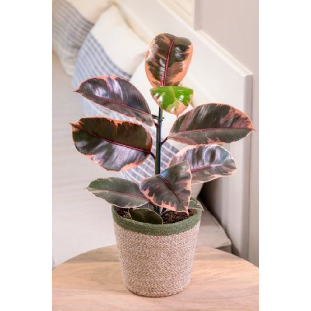 Garden Online Ficus Elastica Belize - Pembe Alacalı Kauçuk Canlı Salon Bitkisi 80 - 100 cm Bitki Fiyatı