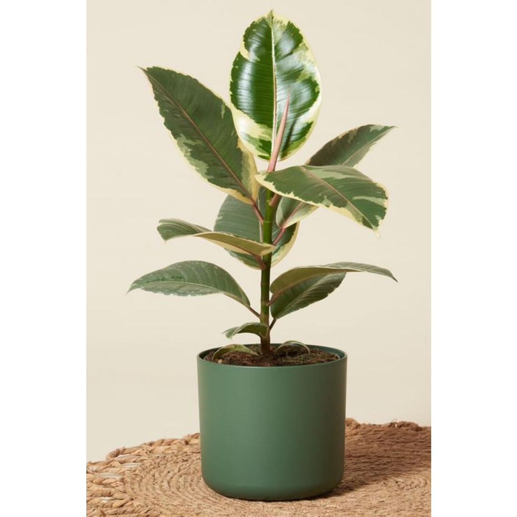 Garden Online Ficus Elastica Tineke - Sarı Alacalı Kauçuk Canlı Salon Bitkisi 80 - 100 cm SSD / Solid State Drive Fiyatı
