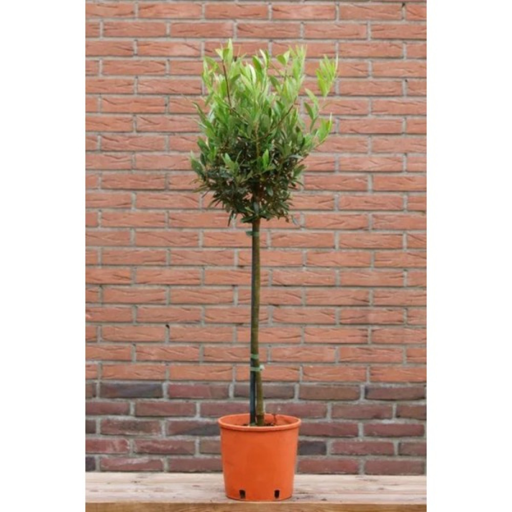 Garden Online Gemlik Trilye Zeytin Fidanı - 4/5 Yaş Zeytin Fidanı Üretim Saksısında Fidan Fiyatı