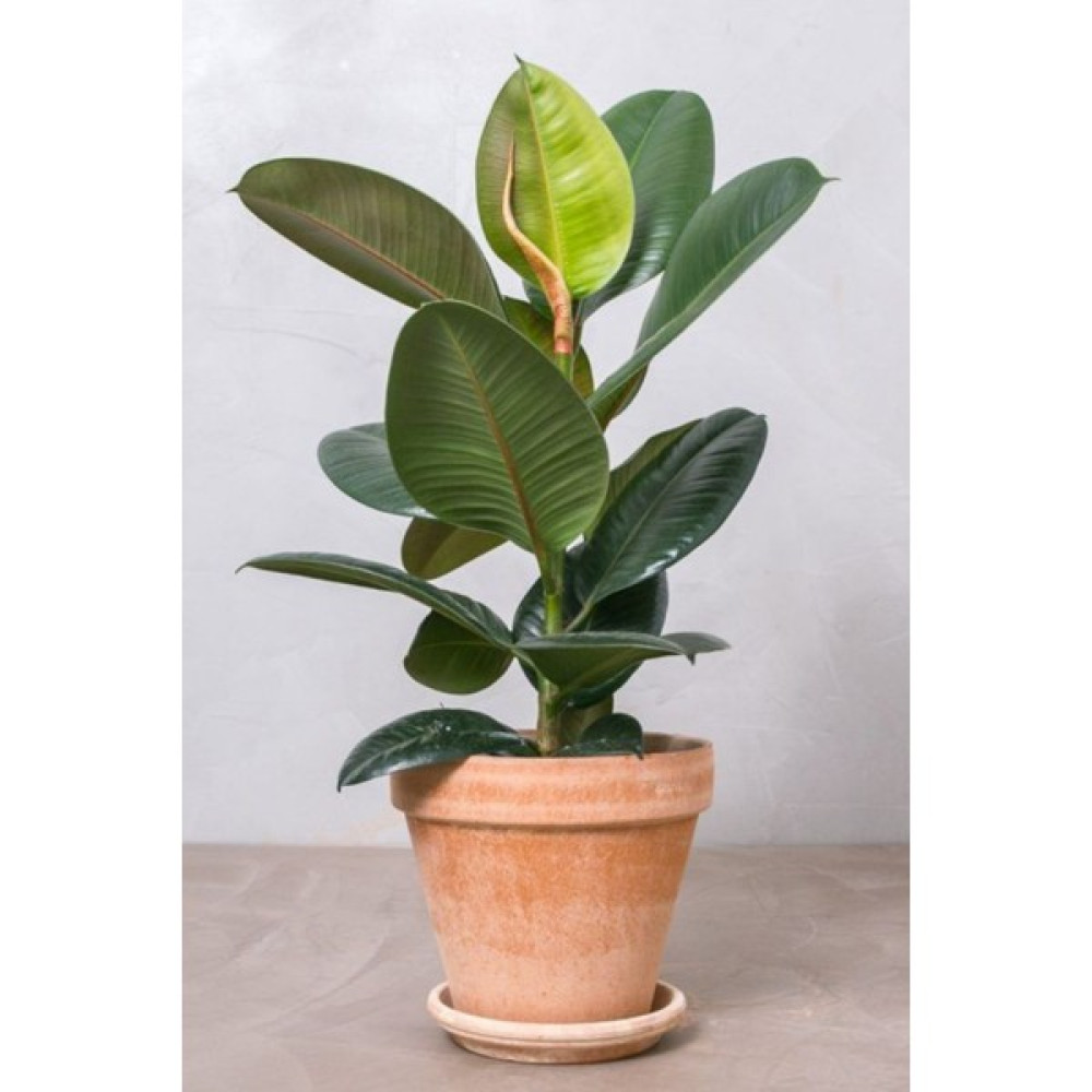 Garden Online Kauçuk - Ficus Elastica Robusta Canlı Salon Bitkisi 80 - 100 cm Bitki Fiyatı