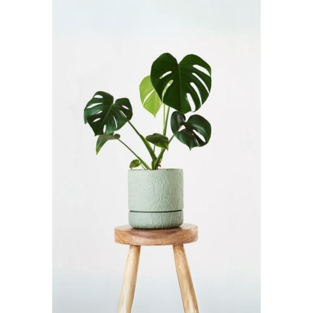 Garden Online Monstera Deliciosa - Mini Deve Tabanı Canlı Salon Bitkisi 35 - 50 cm Bitki Fiyatı