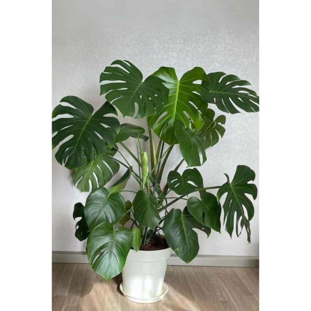 Garden Online Monstera Deliciosa Xxl - Deve Tabanı Çok Köklü Canlı Salon Bitkisi 130 - 150 cm Bitki Fiyatı