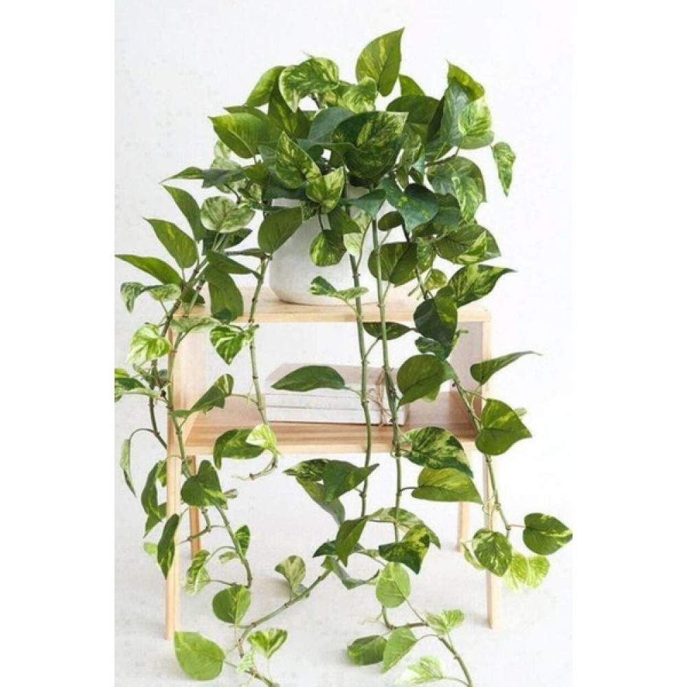 Garden Online Scindapsus Ev Sarmaşığı - Askılı Saksıda Canlı Salon Bitkisi 70 - 90 cm Bitki Fiyatı