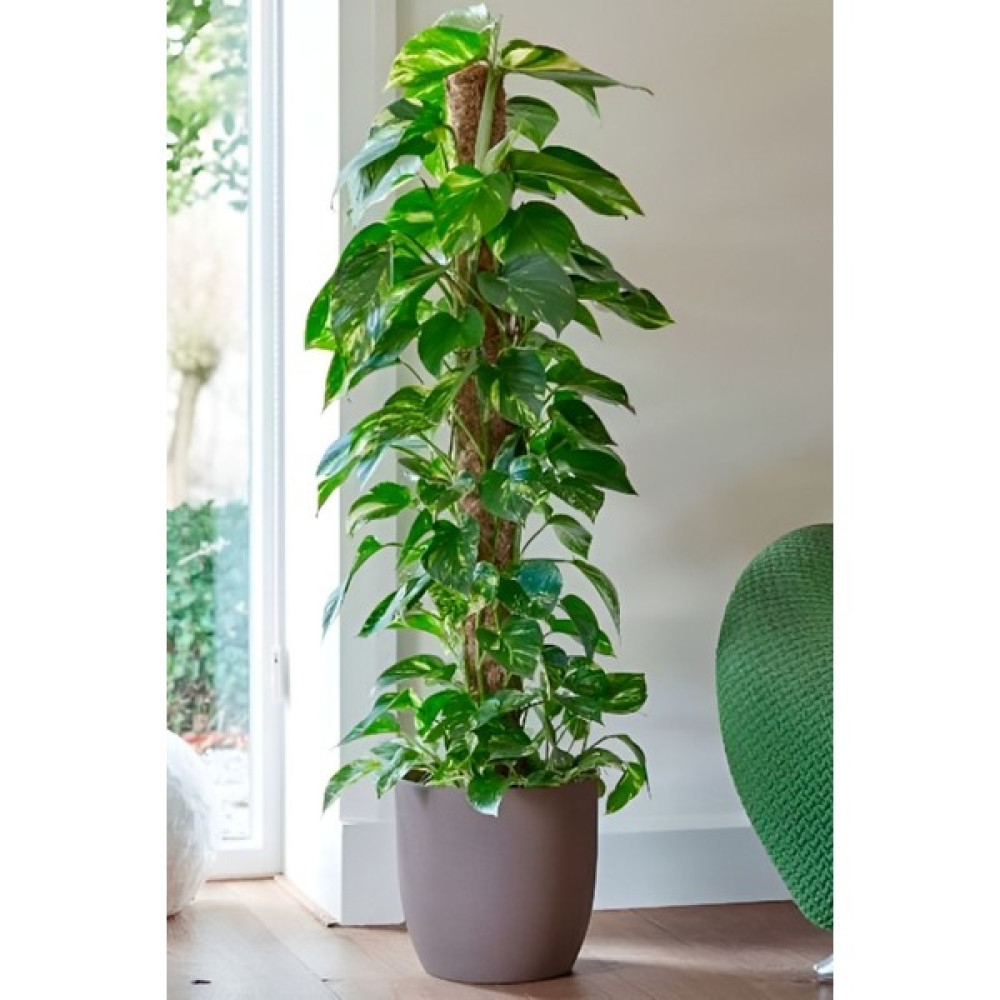 Garden Online Scindapsus Pathos - Ev Sarmaşığı Canlı Salon Bitkisi 100 - 125 cm Bitki Fiyatı