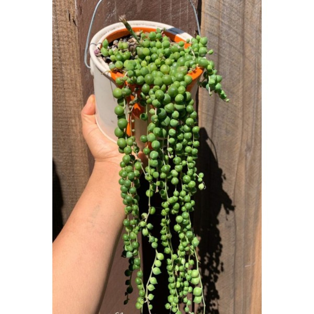 Garden Online Senecio Rowleyanus - Tesbih Çiçeği Canlı Salon Bitkisi 30 - 40 cm Oto Boyaları Fiyatı