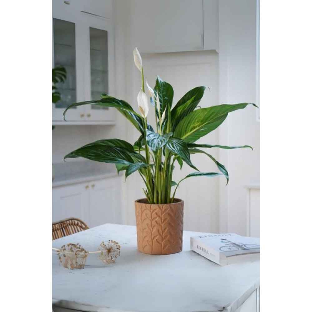 Garden Online Spathiphyllum Chopin - Barış Çiçeği Canlı Salon Bitkisi 40 - 60 cm Bitki Fiyatı