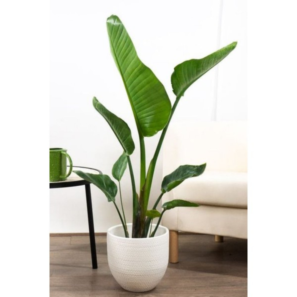 Garden Online Starliçe Cennet Kuşu Çiçeği - Büyük Boy Strelitzia Nicolai Canlı Salon Bitkisi 160 - 180 cm Bitki Fiyatı