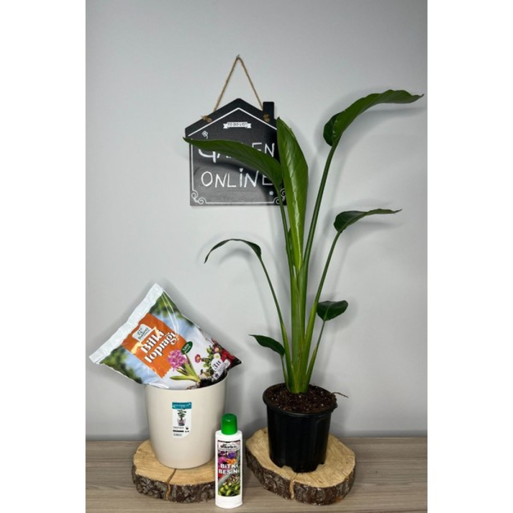 Garden Online Starliçe Cennet Kuşu Çiçeği + Saksı - Bitki Besini - Toprak Seti Bitki Fiyatı