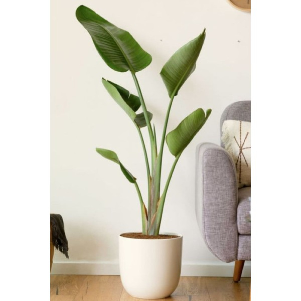 Garden Online Starliçe Cennet Kuşu Çiçeği - Strelitzia Nicolai Canlı Salon Bitkisi 130 - 150 cm Bitki Fiyatı