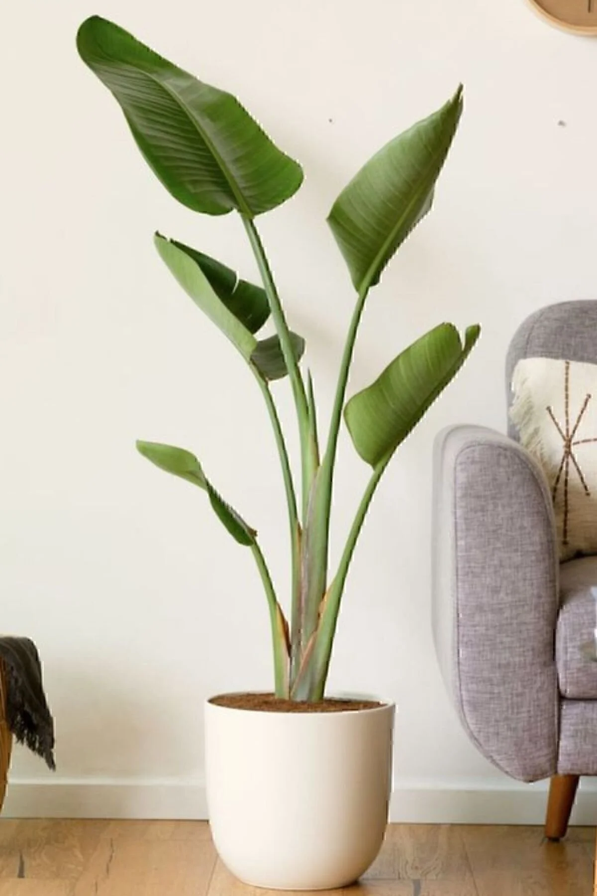 Garden Online Starliçe Cennet Kuşu Çiçeği - Strelitzia Nicolai Canlı Salon Bitkisi 130 - 150 cm" Dekoratif Bahçe Ürünleri Fiyatı