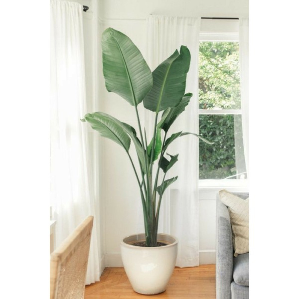 Garden Online Starliçe Cennet Kuşu Çiçeği - Strelitzia Nicolai Canlı Salon Bitkisi 2 M Bitki Fiyatı