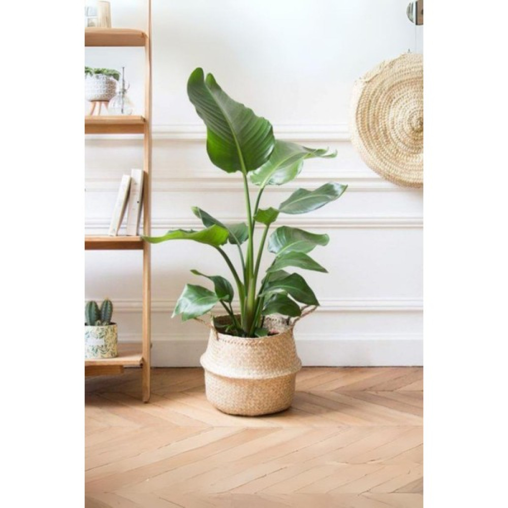 Garden Online Strelitzia Nicolai - Çift Köklü Starliçe Cennet Kuşu Canlı Salon Bitkisi 80 - 100 cm Oto Boyaları Fiyatı