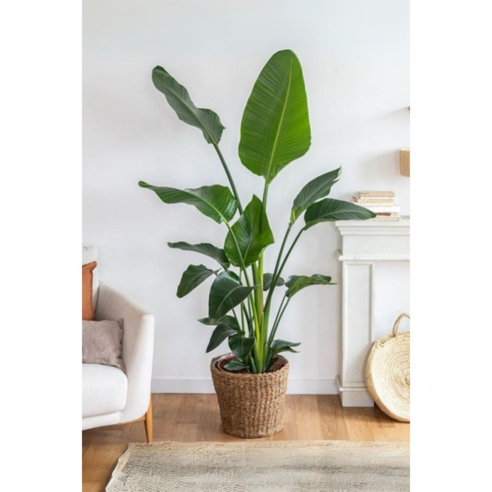 Garden Online Strelitzia Nicolai - Üç Köklü Starliçe Cennet Kuşu Canlı Salon Bitkisi 140 - 160 cm Bitki Fiyatı