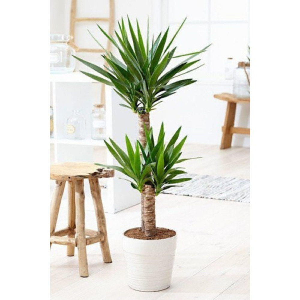 Garden Online Yucca - Yuka Bitkisi Iki Gövdeli Yucca Avize Çiçeği Canlı Salon Bitkisi 80 - 100 cm Bitki Fiyatı