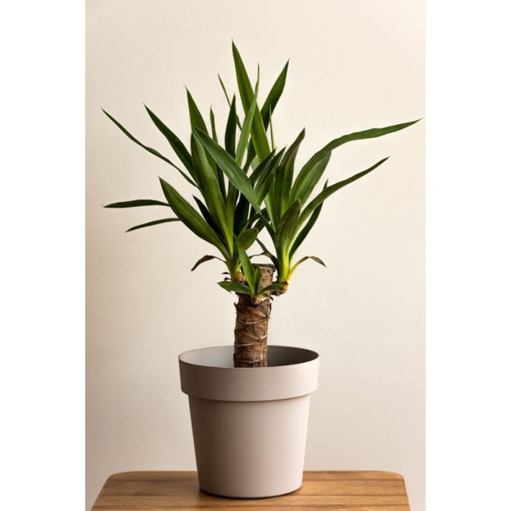 Garden Online Yucca - Yuka Bitkisi Tek Gövdeli Yucca Avize Çiçeği Canlı Salon Bitkisi 50 - 60 cm Bitki Fiyatı