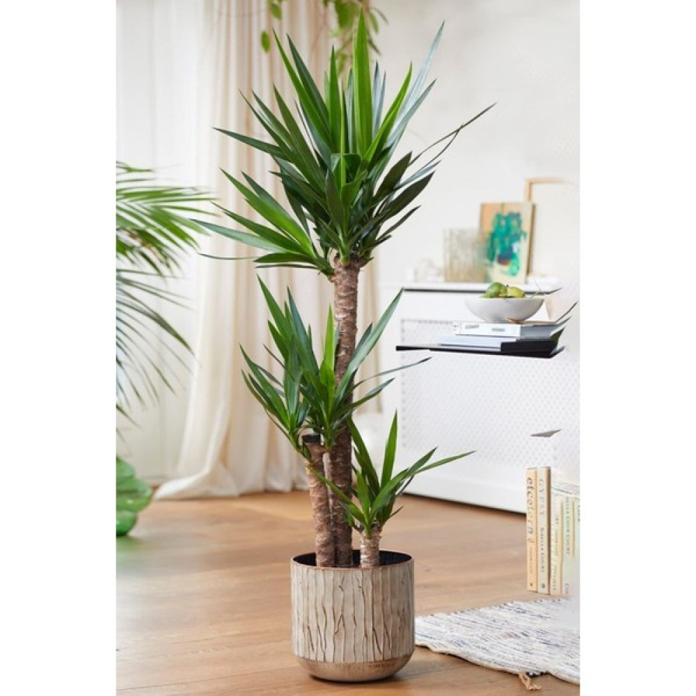 Garden Online Yucca - Yuka Bitkisi Üç Gövdeli Yucca Avize Çiçeği Canlı Salon Bitkisi 120 - 130 cm Bitki Fiyatı