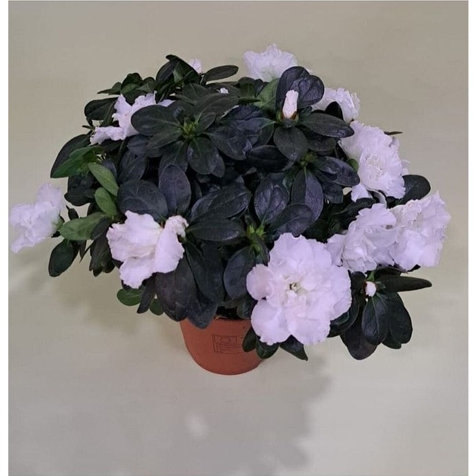 Gardenya Jasminioides (Kokulu Gardenya ) Diğer Fiyatı