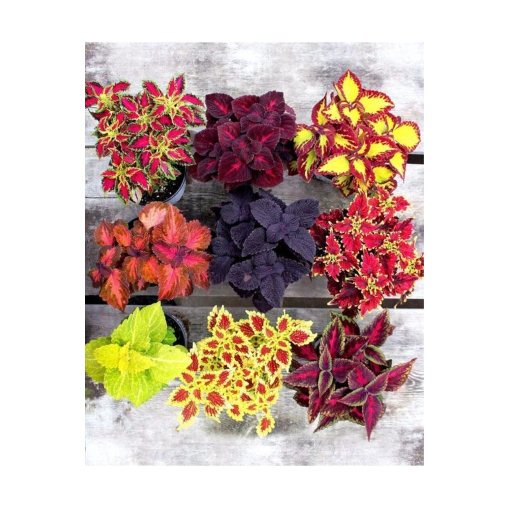 GARDENYA TOHUMCULUK 10 Adet Karışık Kolyos Çiçek Tohumu Tohum Fiyatı