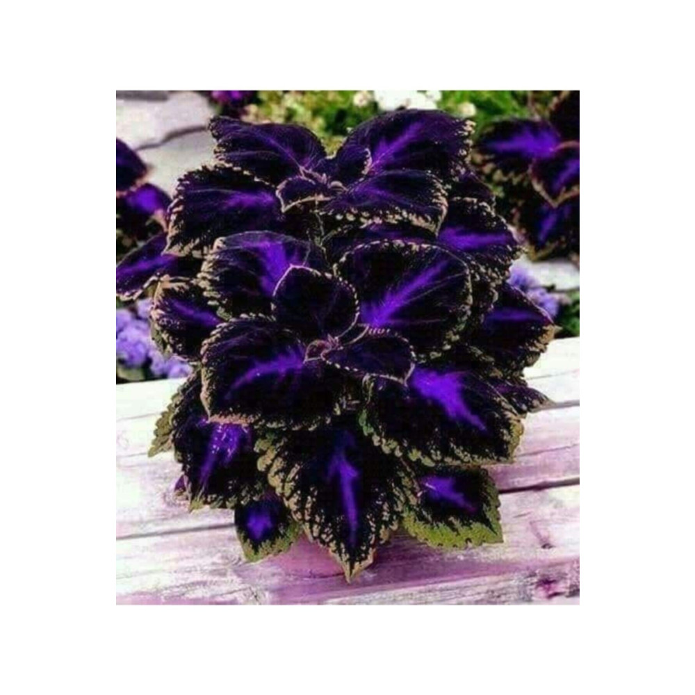 GARDENYA TOHUMCULUK 10 Adet Özel Kolyos (yaprak Güzeli) Çiçek Tohumu Tohum Fiyatı