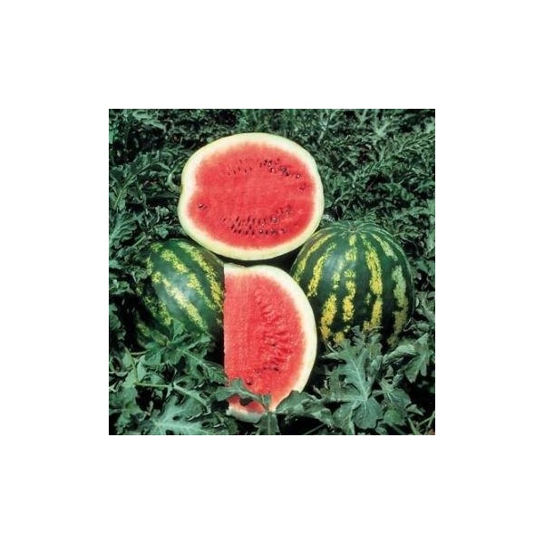 Gardenya Tohumculuk Karpuz Tohumu Crimson Sweet - 25 Adet - Yok Diğer Fiyatı