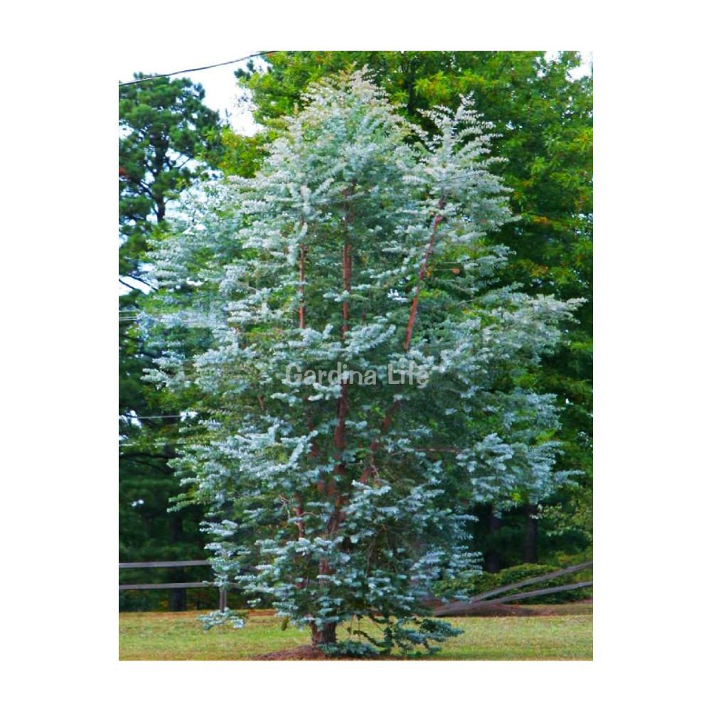 Gardina Mentol Kokulu Okaliptüs Fidesi ( Eucalyptus Cinerea ) 1 Adet Fidan Fiyatı