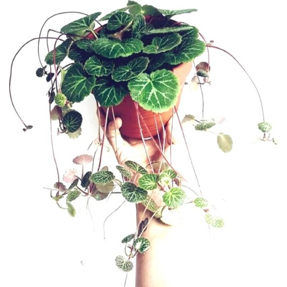 Gelin Teli Çiçeği – Begonia Saxifraga (Askılı Saksıda) Bitki Fiyatı