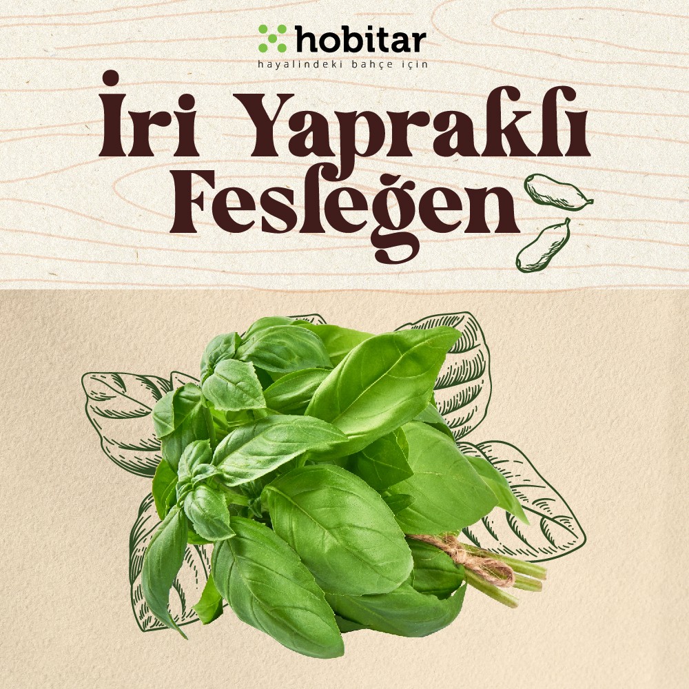 Genta Hobitar Iri Yapraklı Fesleğen Tohumu - 1 gr Tohum Fiyatı
