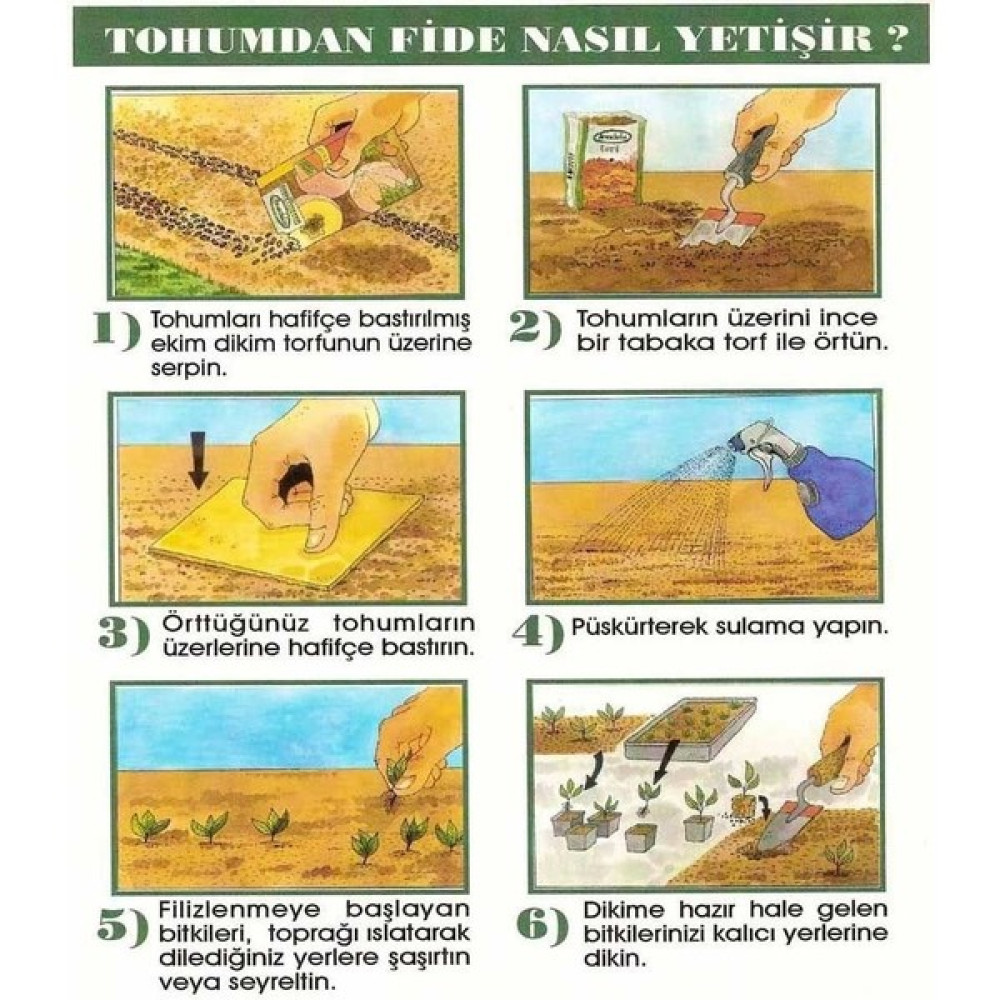 Genta Margrit Papatya Alman Papatyası Tohumu - 1 Adet Tohum Fiyatı