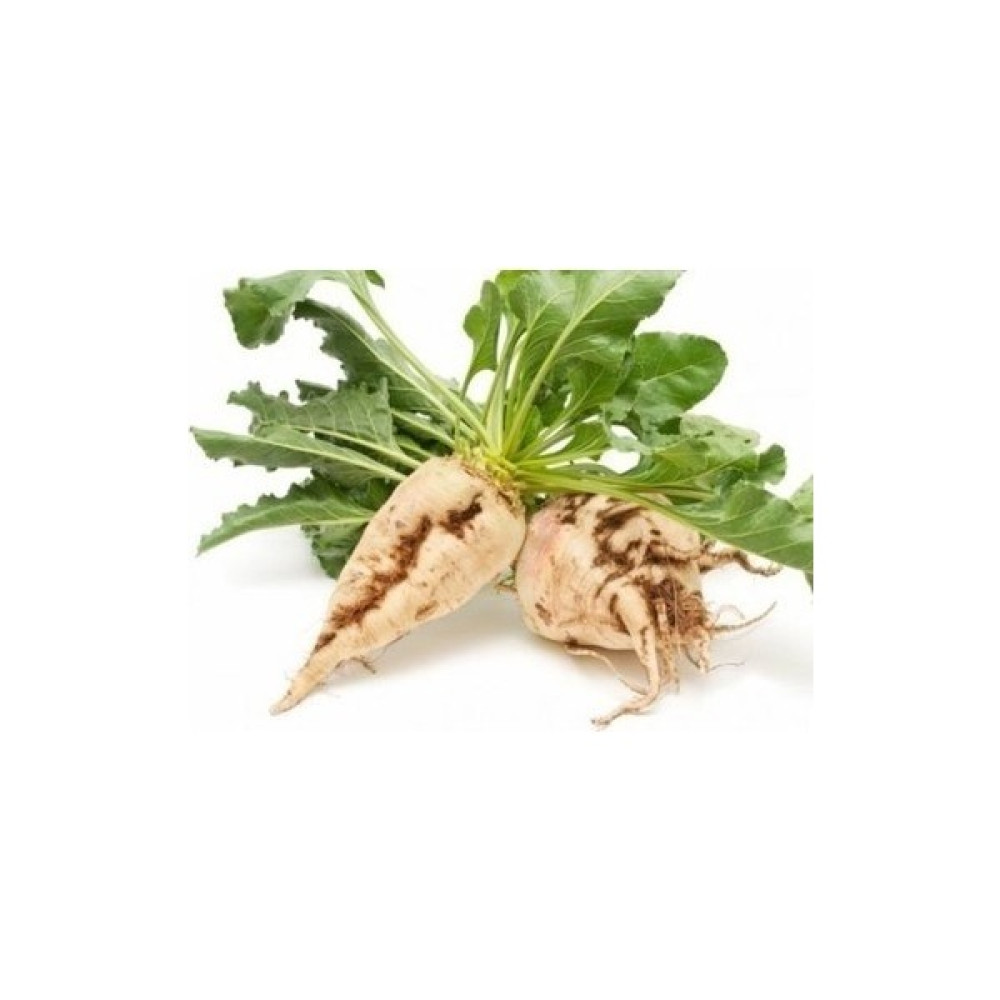 Getar Seeds Şeker Pancarı Tohumu (10 Gr) - 10 gr Tohum Fiyatı