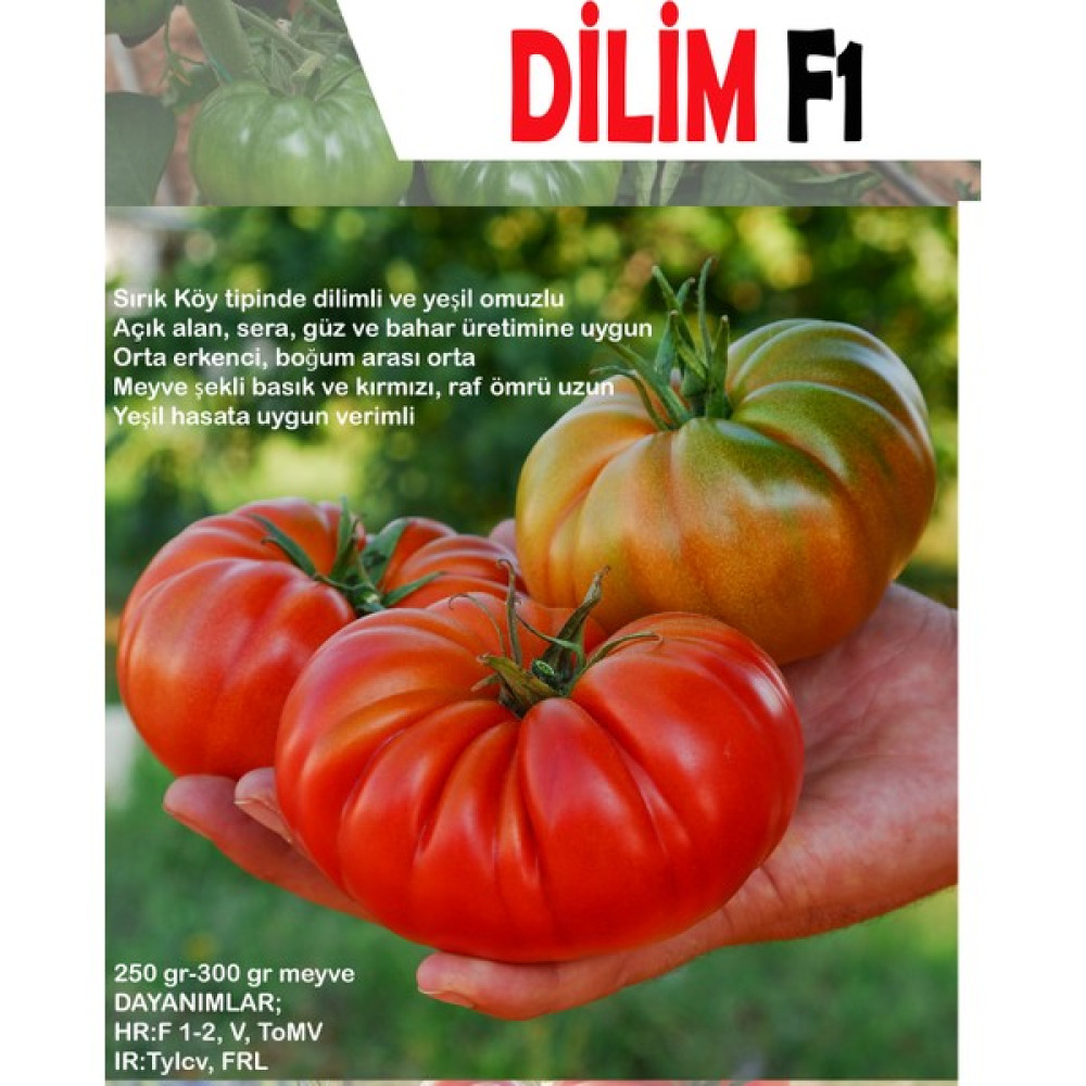 Gezgindenal Dilim F1 (Hibrit) Köy Domatesi Tohumu ( 20 Adet) - 20 Adet Tohum Fiyatı
