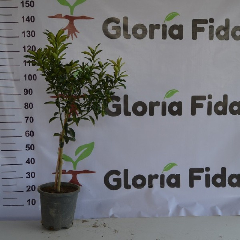 Gloria Fidancılık 12 Litrelik Saksıda Kamkat Fidanı Yaş 3 Boy 100-130cm - Kamkat Fidan Fiyatı